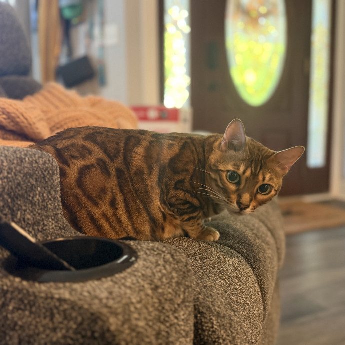 Julie's Purrfessional Cat Care