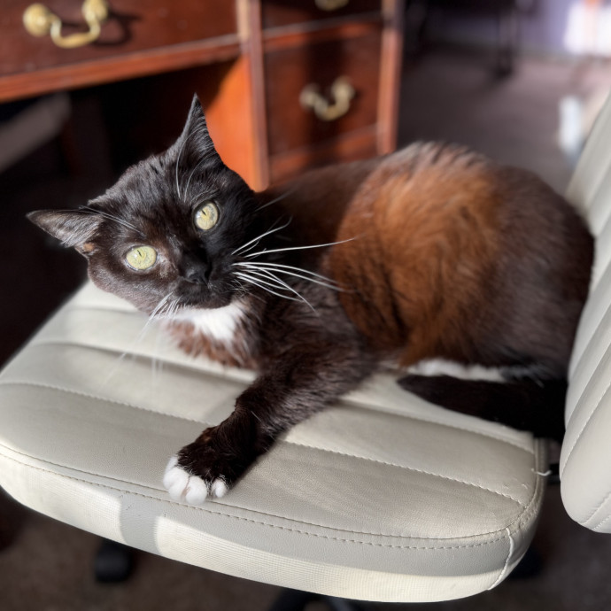 Julie's Purrfessional Cat Care