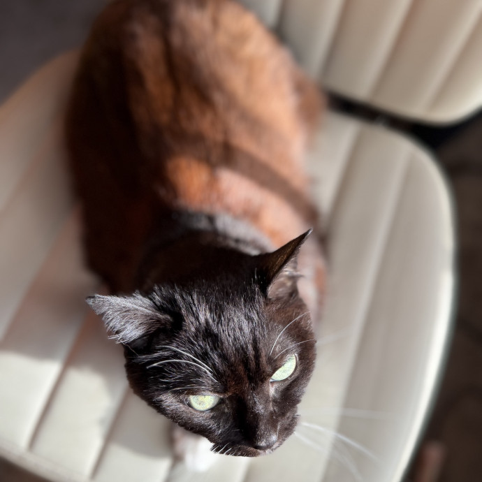 Julie's Purrfessional Cat Care