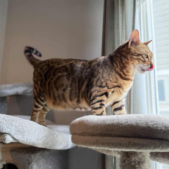 Julie's Purrfessional Cat Care
