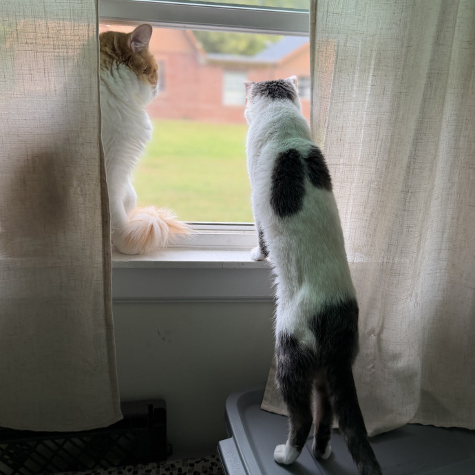 Julie's Purrfessional Cat Care