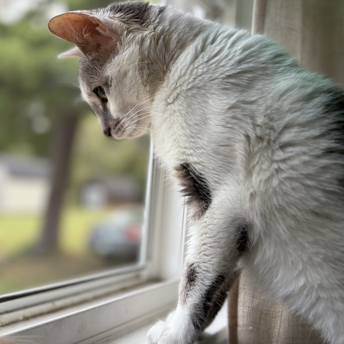 Julie's Purrfessional Cat Care