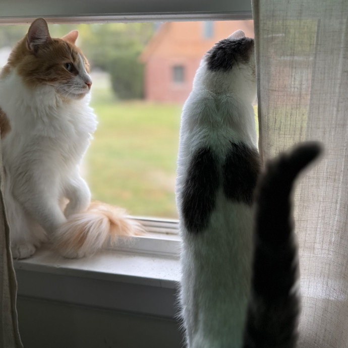 Julie's Purrfessional Cat Care