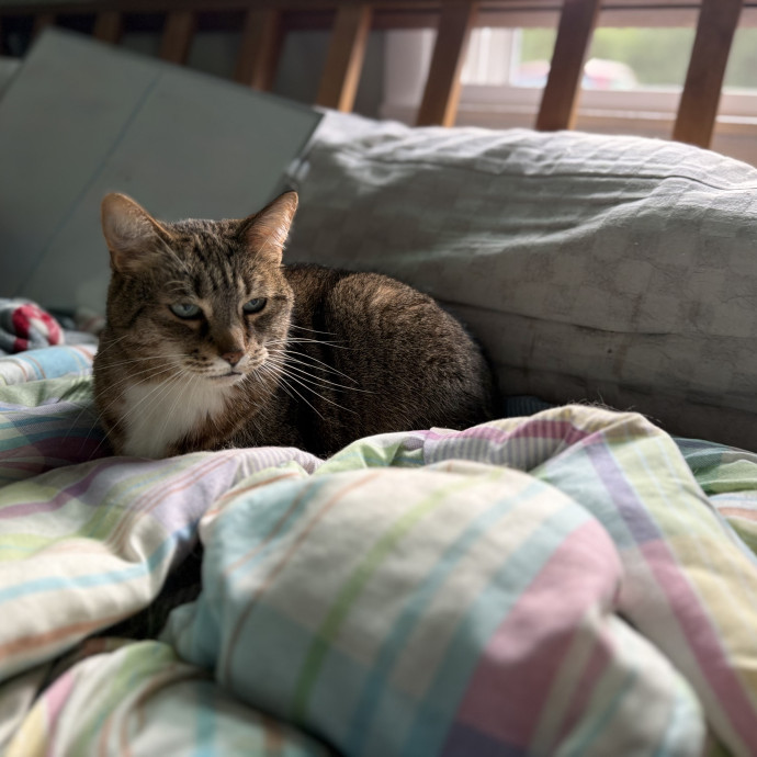 Julie's Purrfessional Cat Care