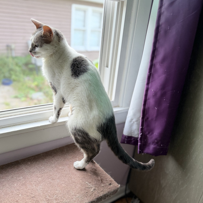 Julie's Purrfessional Cat Care
