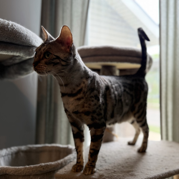 Julie's Purrfessional Cat Care