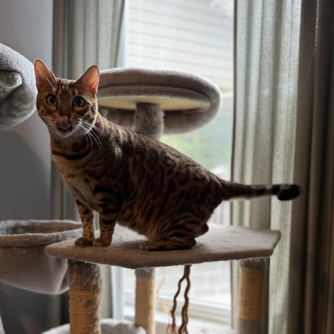 Julie's Purrfessional Cat Care