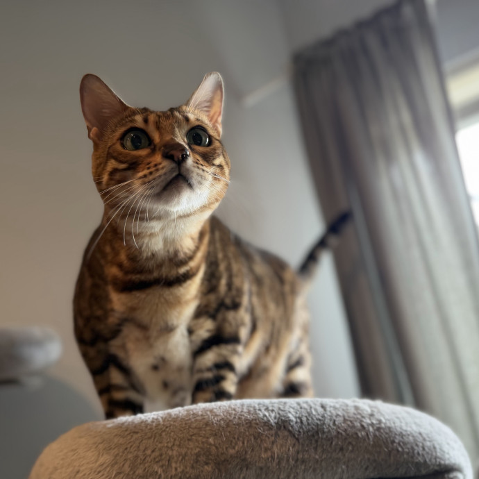 Julie's Purrfessional Cat Care