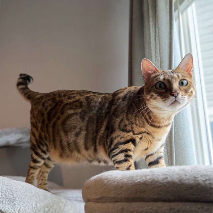 Julie's Purrfessional Cat Care