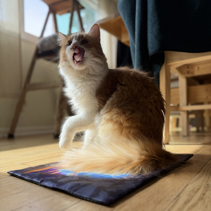 Julie's Purrfessional Cat Care