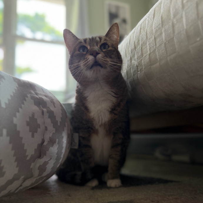 Julie's Purrfessional Cat Care