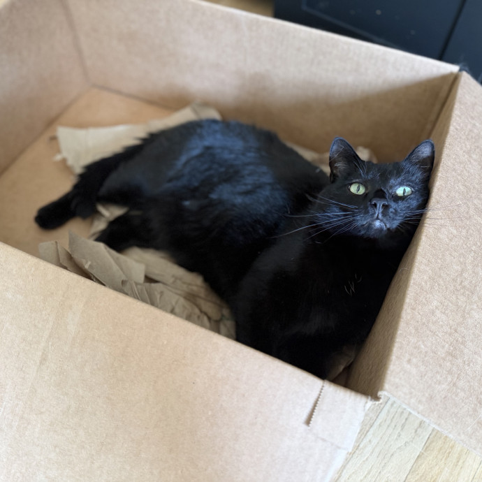 Julie's Purrfessional Cat Care