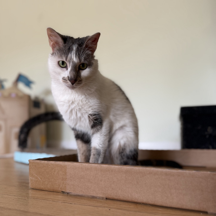 Julie's Purrfessional Cat Care