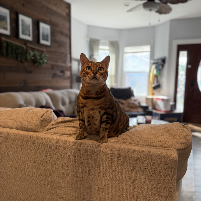 Julie's Purrfessional Cat Care