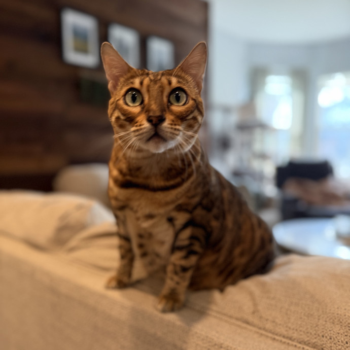 Julie's Purrfessional Cat Care