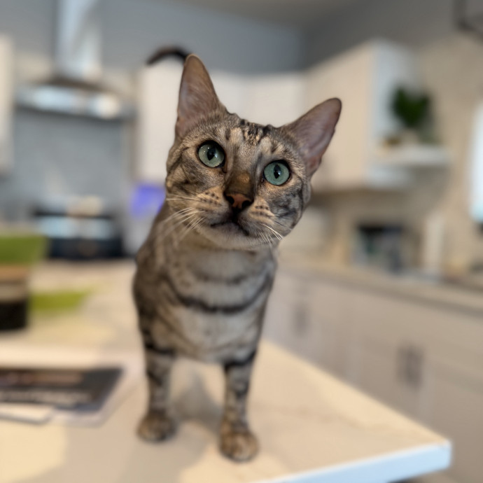 Julie's Purrfessional Cat Care