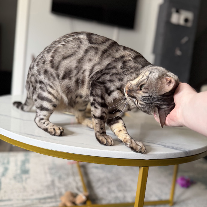 Julie's Purrfessional Cat Care