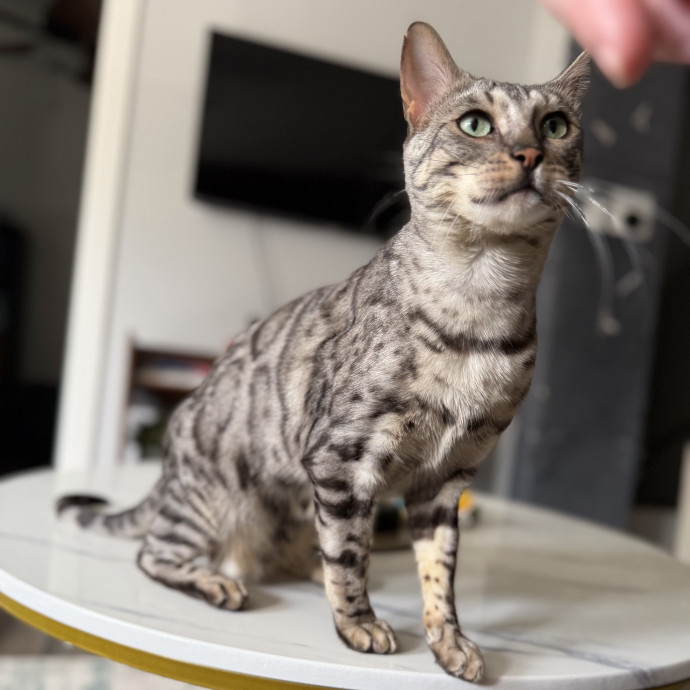 Julie's Purrfessional Cat Care