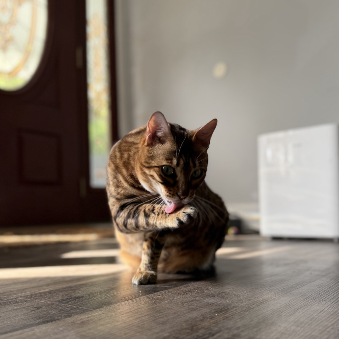 Julie's Purrfessional Cat Care