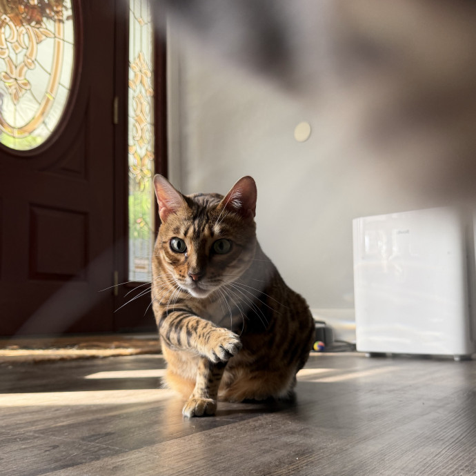 Julie's Purrfessional Cat Care