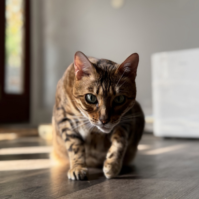 Julie's Purrfessional Cat Care