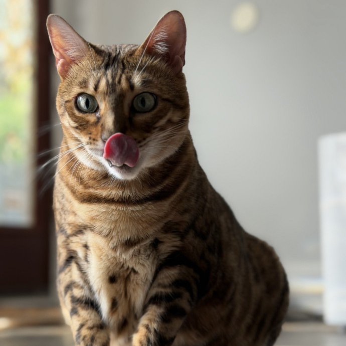 Julie's Purrfessional Cat Care