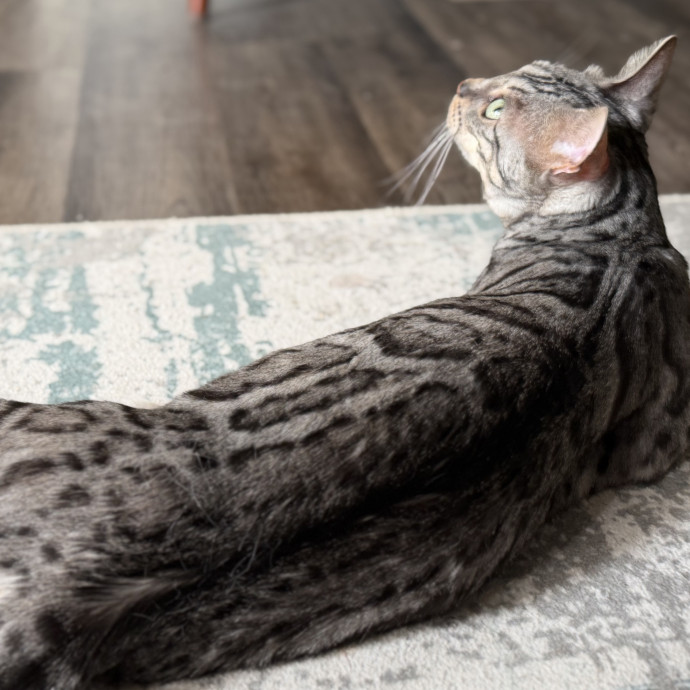 Julie's Purrfessional Cat Care