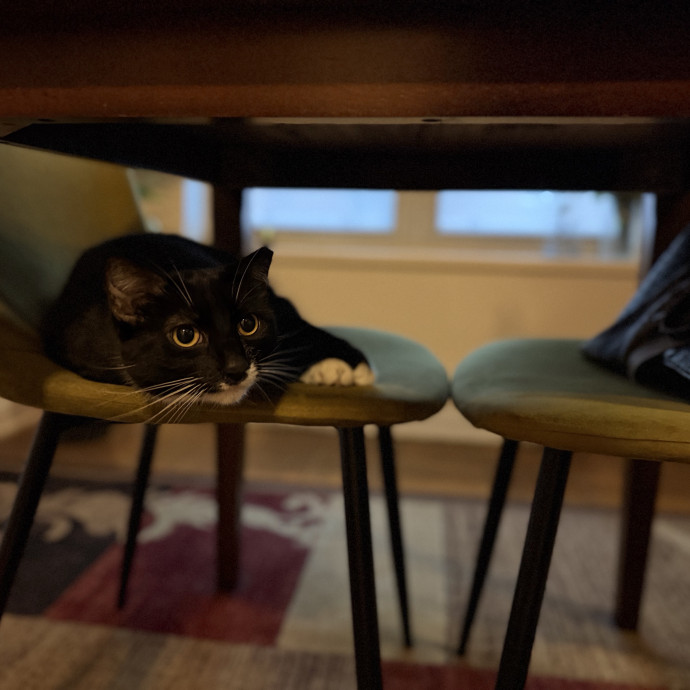 Julie's Purrfessional Cat Care
