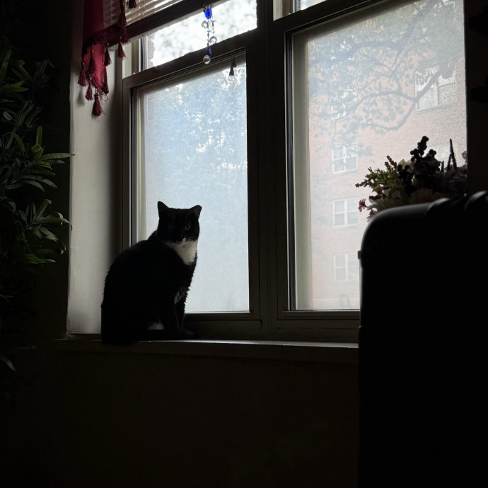 Julie's Purrfessional Cat Care