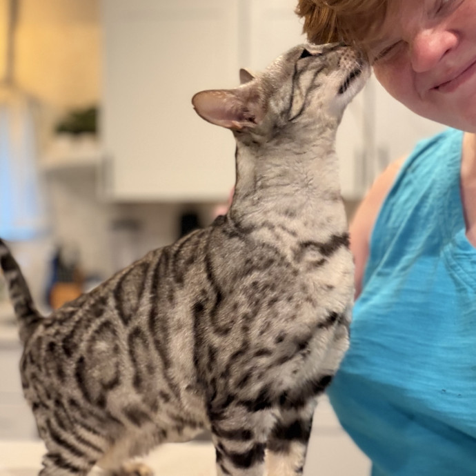 Julie's Purrfessional Cat Care