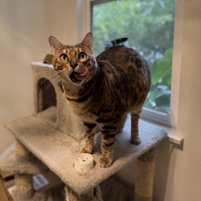 Julie's Purrfessional Cat Care