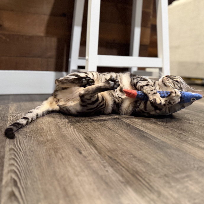 Julie's Purrfessional Cat Care
