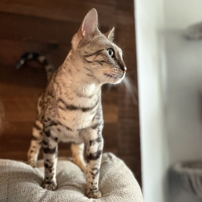 Julie's Purrfessional Cat Care