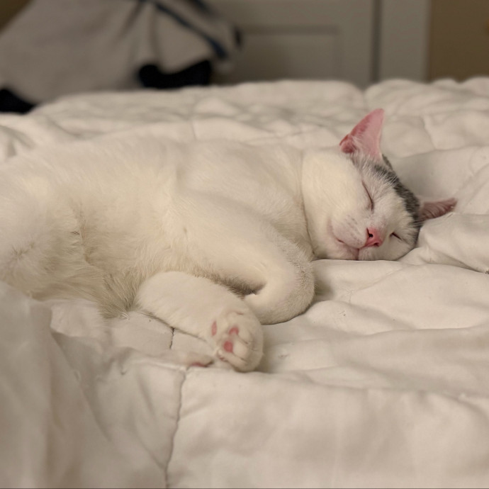 Julie's Purrfessional Cat Care