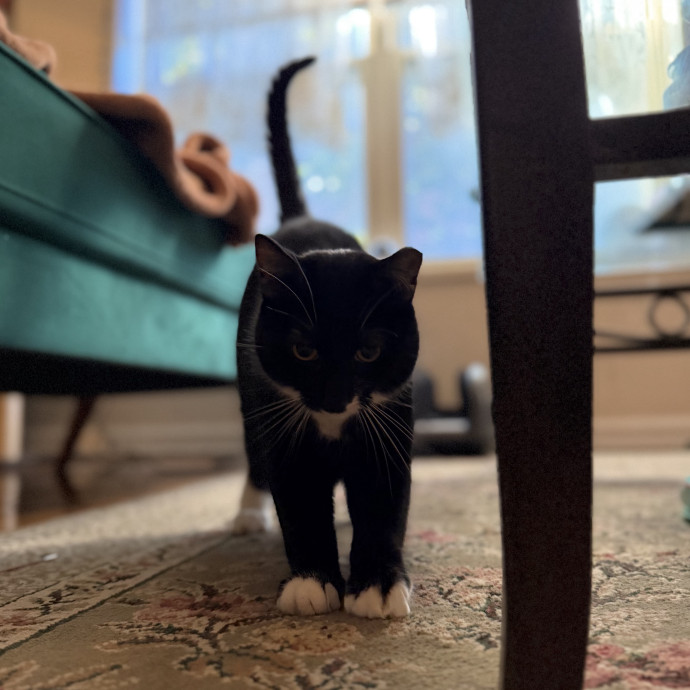 Julie's Purrfessional Cat Care