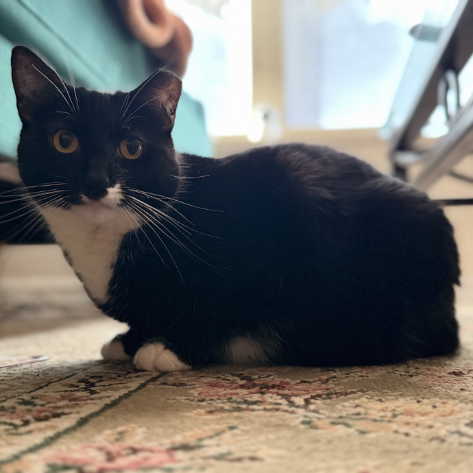Julie's Purrfessional Cat Care