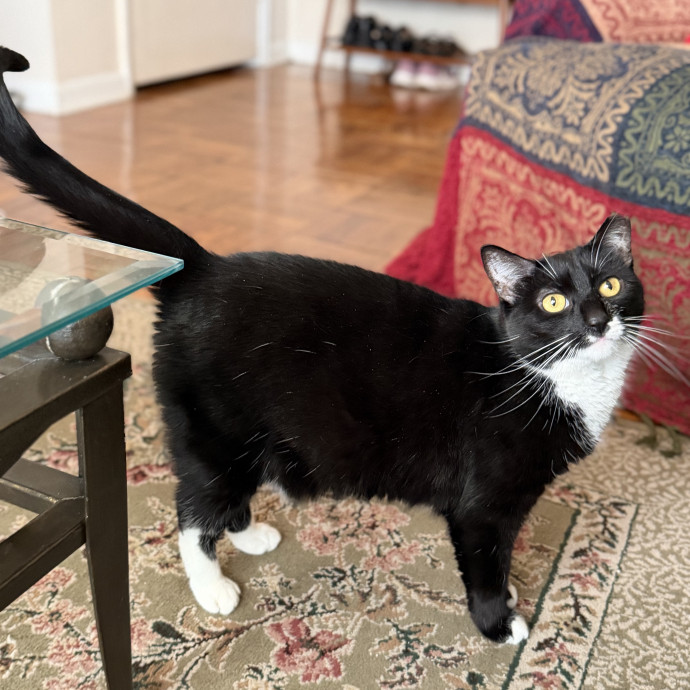 Julie's Purrfessional Cat Care