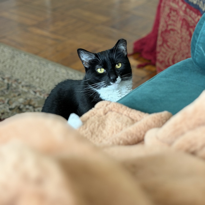 Julie's Purrfessional Cat Care
