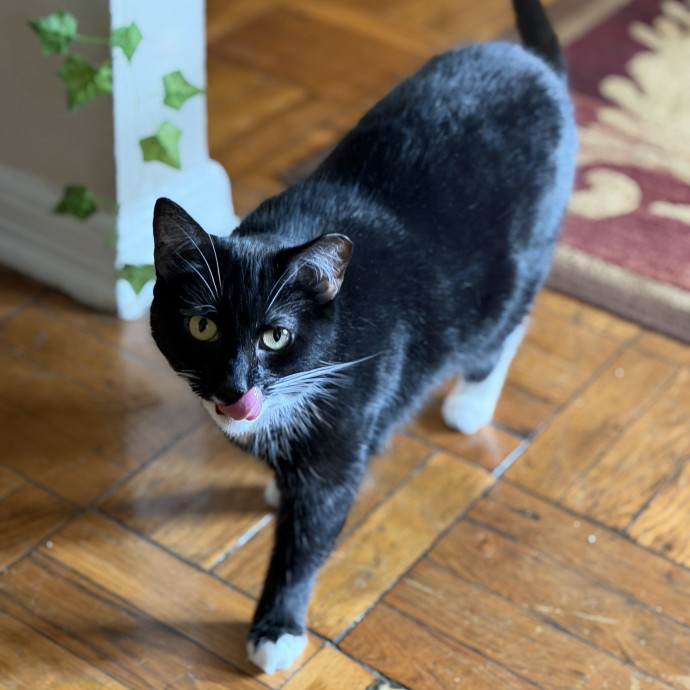 Julie's Purrfessional Cat Care