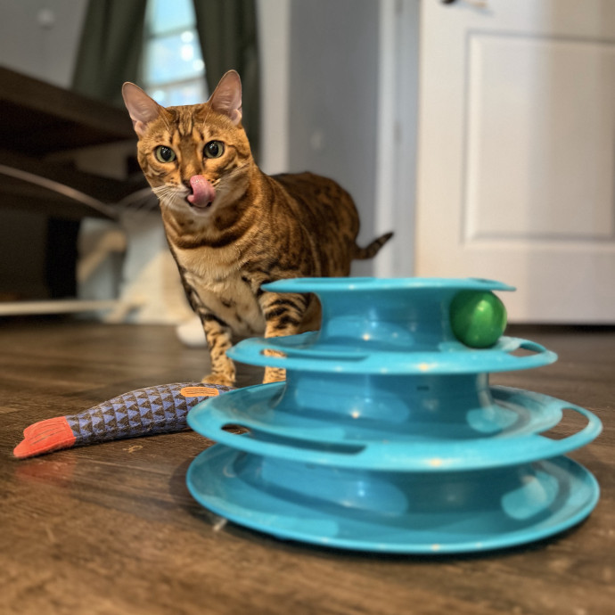 Julie's Purrfessional Cat Care