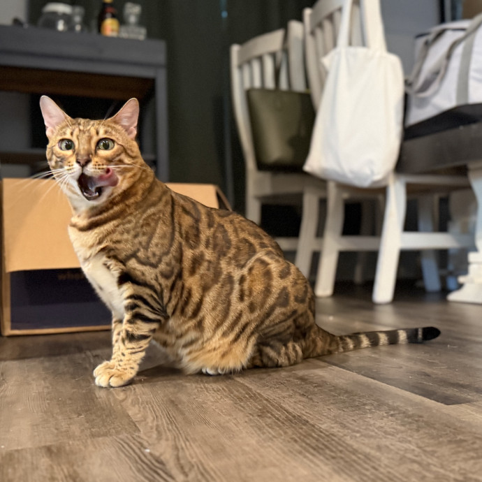 Julie's Purrfessional Cat Care