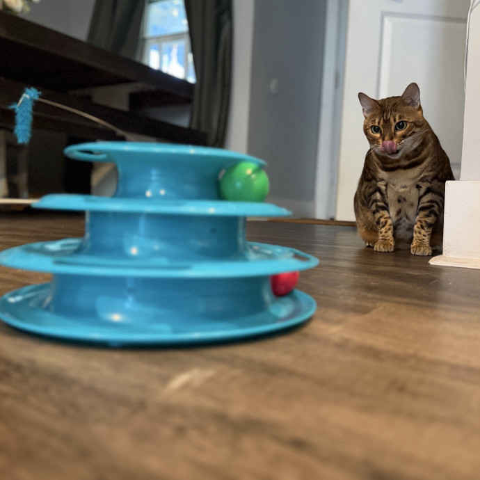 Julie's Purrfessional Cat Care