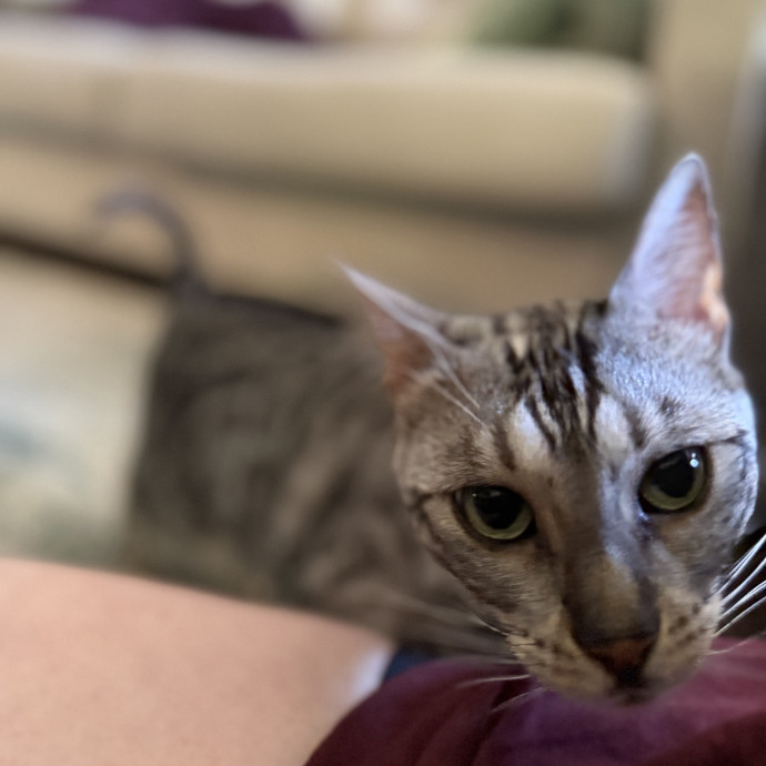 Julie's Purrfessional Cat Care