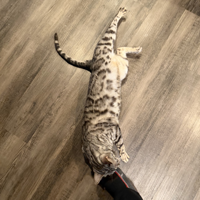 Julie's Purrfessional Cat Care