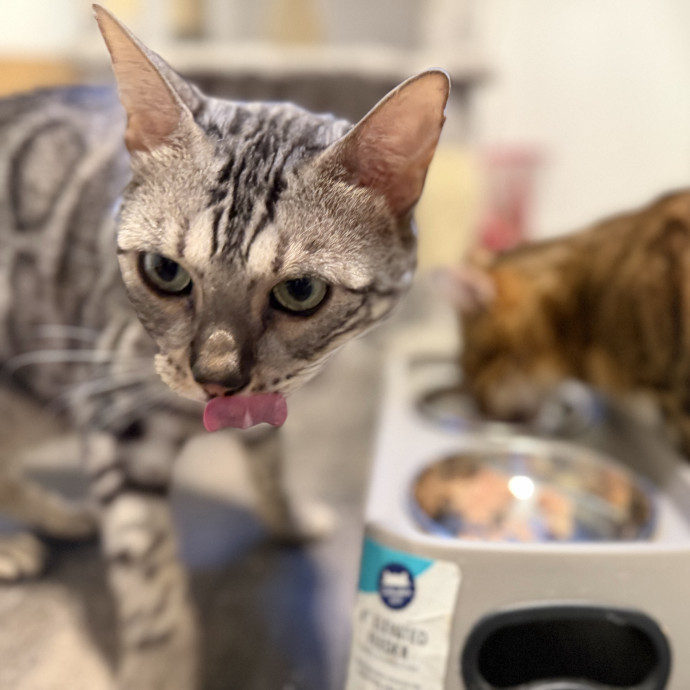 Julie's Purrfessional Cat Care