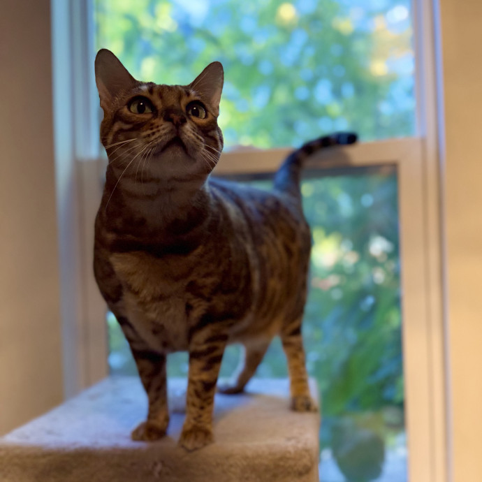 Julie's Purrfessional Cat Care
