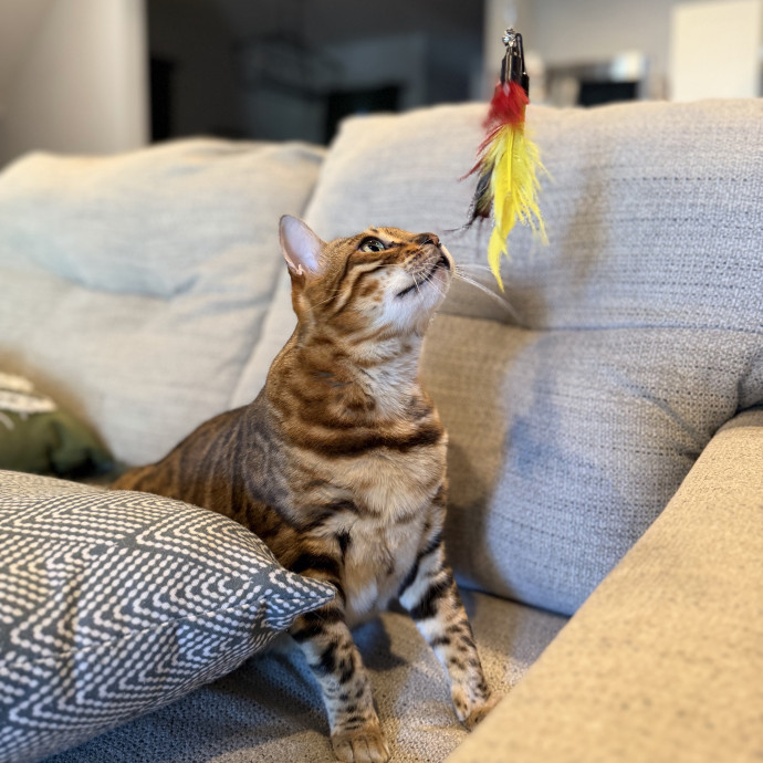 Julie's Purrfessional Cat Care
