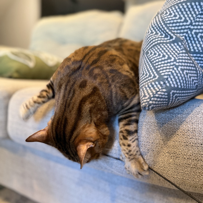 Julie's Purrfessional Cat Care