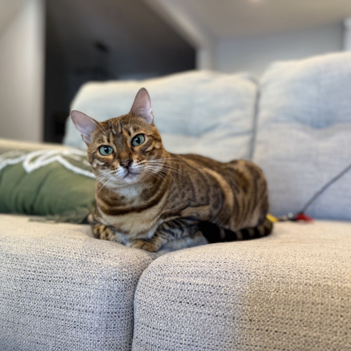Julie's Purrfessional Cat Care