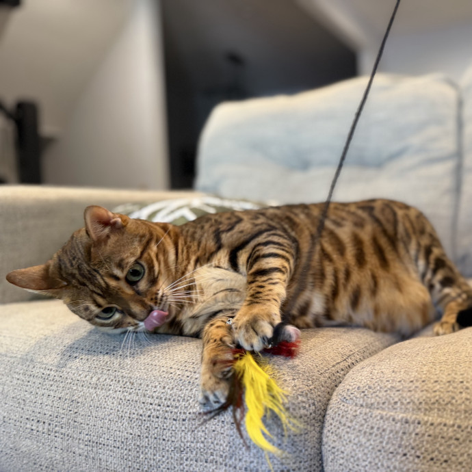 Julie's Purrfessional Cat Care